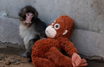 القرد الصغير بانش