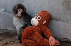 القرد الصغير بانش