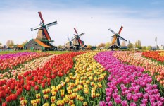 مهرجان التوليب في كيوكنهوف