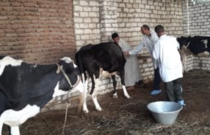 الزراعة تكثف جهودها لتأمين الثروة الحيوانية ضد الحمى القلاعية والأمراض الوبائية