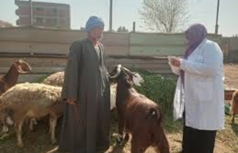 الزراعة: فحص أكثر من 555 ألف طائر و180 ألف رأس ماشية خلال فبراير