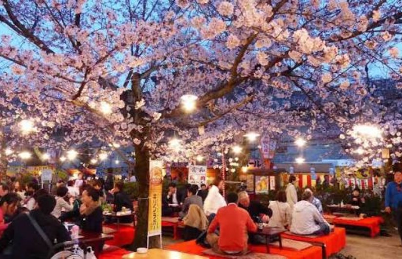 مهرجان الهانامي في اليابان