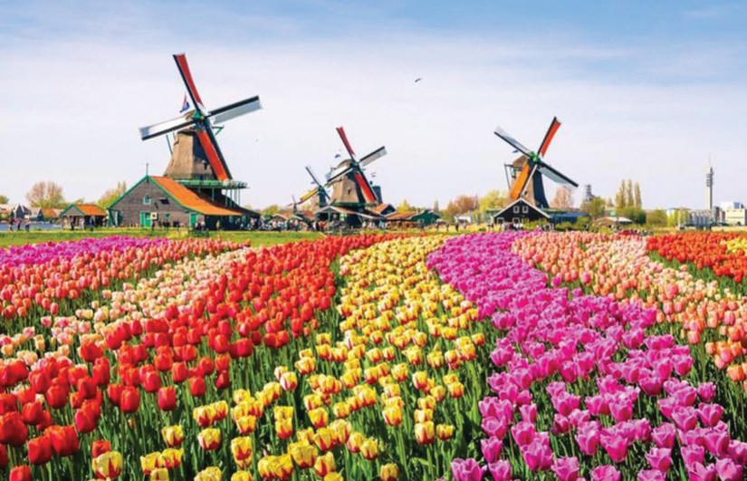 مهرجان التوليب في كيوكنهوف