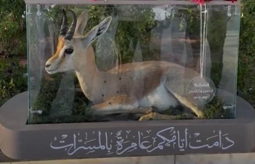 غزال الدوركاس