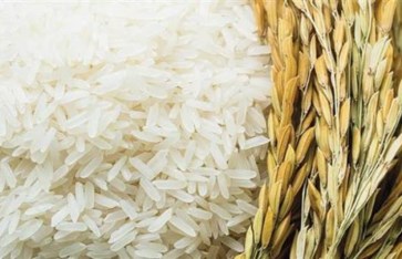 سعر الأرز الشعير اليوم السبت 18 أبريل 2026