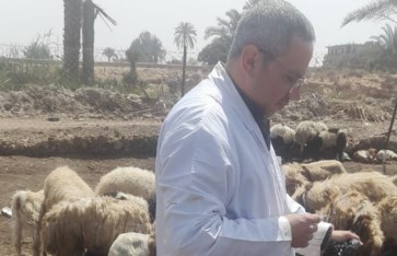 محافظ المنيا يتابع نتائج حملة تحصين الماشية ضد الجلد العقدى وجدرى الأغنام