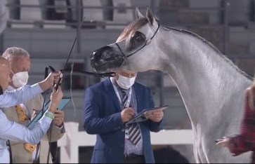 الزراعة تصدر قرارا بشأن تنظيم استيراد وتداول لقاحات لخيول