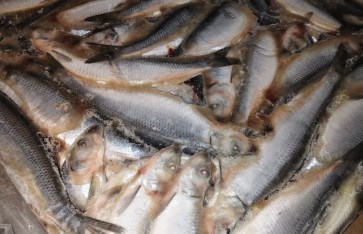 دواجن وأسماك مجهولة