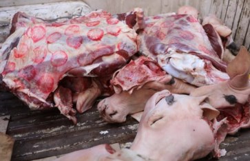 الزراعة تشن حملات لمنع ذبح البتلو وضبط المخالفين