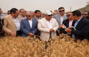 انطلاق موسم حصاد القمح بالدقهلية