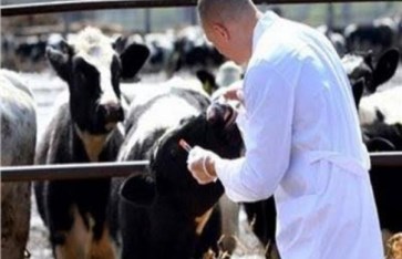 تحصين 14 ألف رأس ماشية و53 ألف اختبار لمكافحة البروسيلا والسل