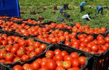 أسعار الخضروات والفاكهة اليوم في مصر الخميس 