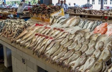 أسعار الأسماك والجمبري اليوم الخميس
