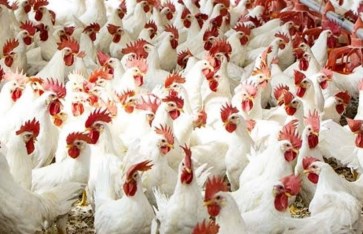 أسعار الدواجن والبيض في السوق المصري اليوم الأحد