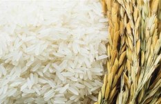 سعر الأرز الشعير اليوم السبت 18 أبريل 2026