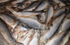 دواجن وأسماك مجهولة