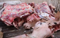 الزراعة تشن حملات لمنع ذبح البتلو وضبط المخالفين