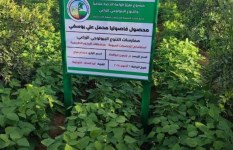 النباتات الطبية والعطرية