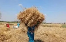 توريد القمح