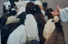  بيطري سوهاج يسلم 850 رأس أغنام للمستفيدين بقرى المحافظة ضمن مشروع باب أمل