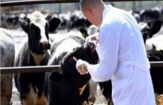 تحصين 14 ألف رأس ماشية و53 ألف اختبار لمكافحة البروسيلا والسل