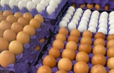 أسعار البيض اليوم