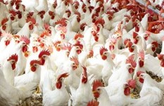 أسعار الدواجن والبيض في السوق المصري اليوم الأحد