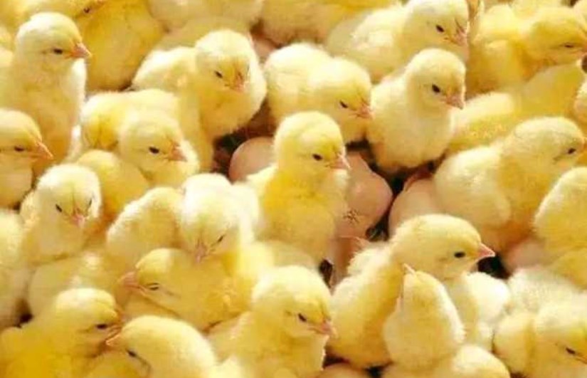 سعر الكتكوت الأبيض سعر يوم