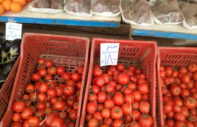 سعر طماطم 