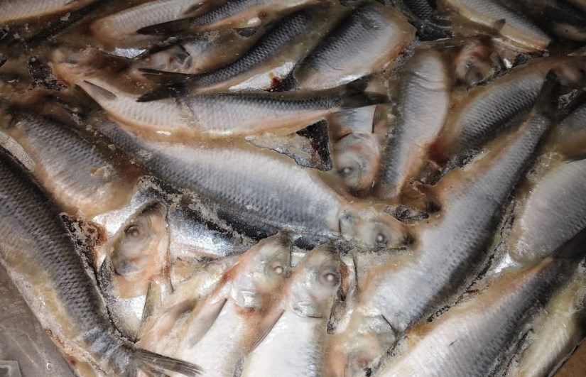 دواجن وأسماك مجهولة