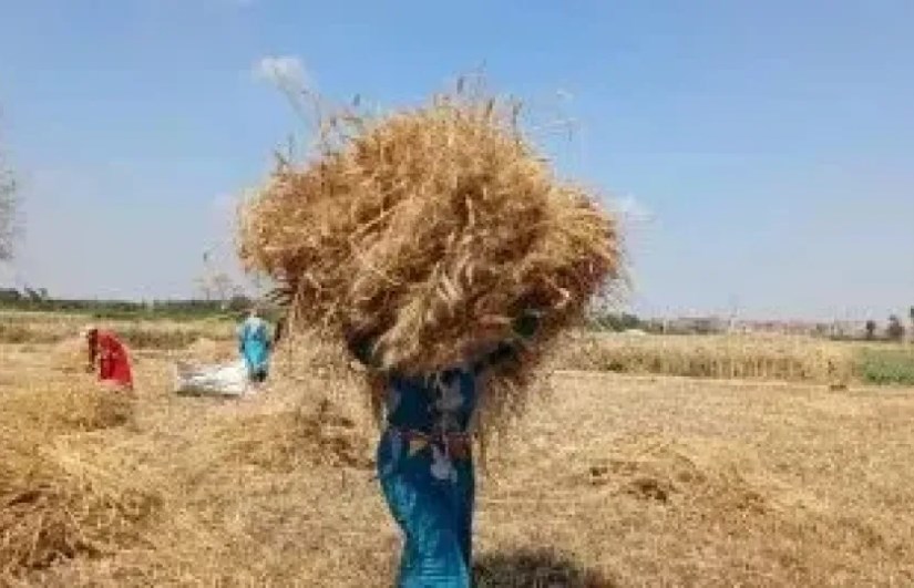 توريد القمح