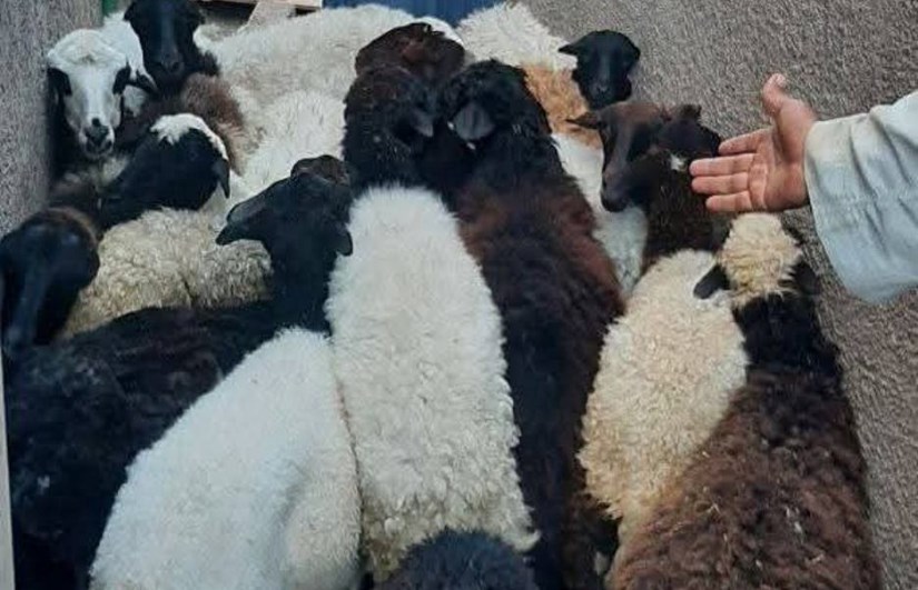  بيطري سوهاج يسلم 850 رأس أغنام للمستفيدين بقرى المحافظة ضمن مشروع باب أمل