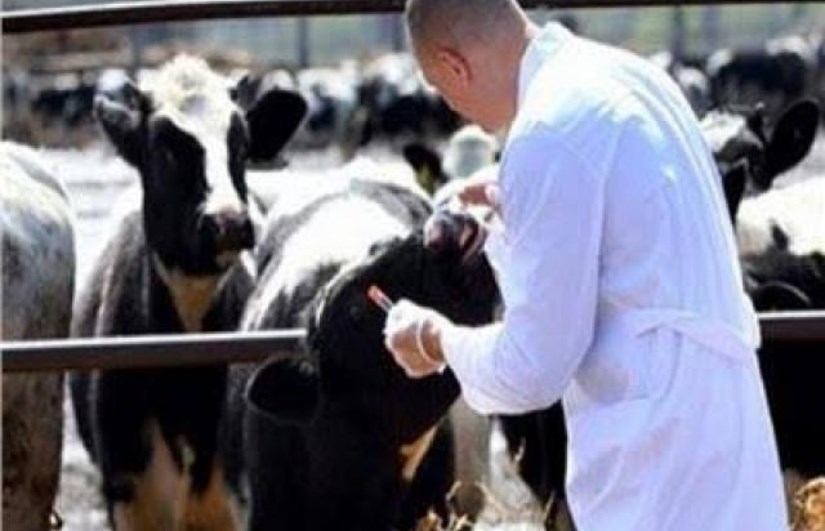 تحصين 14 ألف رأس ماشية و53 ألف اختبار لمكافحة البروسيلا والسل