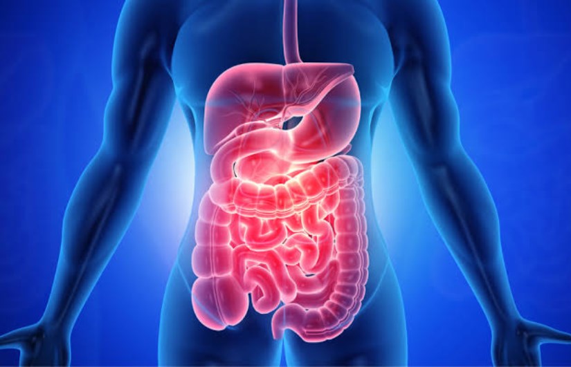 بكتيريا الأمعاء