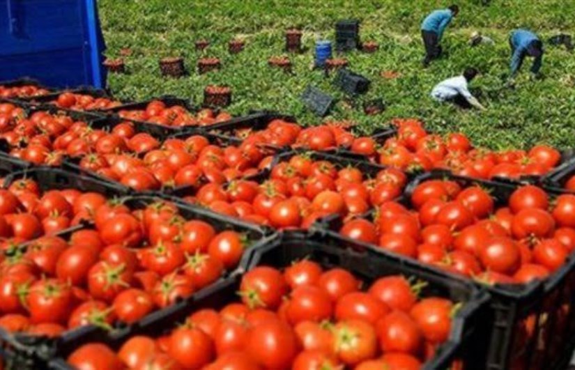 أسعار الخضروات والفاكهة اليوم في مصر الخميس 