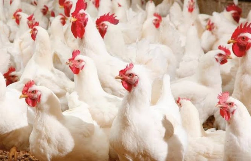 أسعار الدواجن اليوم في الأسواق