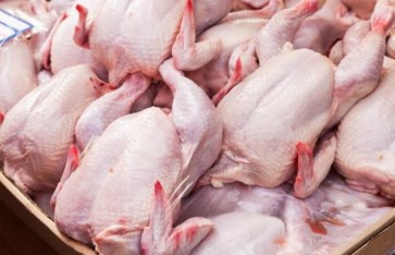 تصدير الفراخ المجمدة لقطر