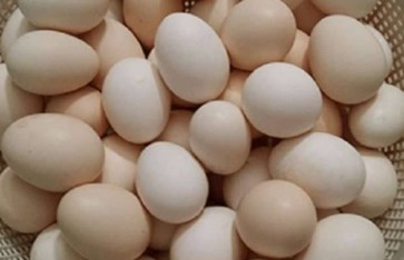 سعر كرتونة البيض اليوم  