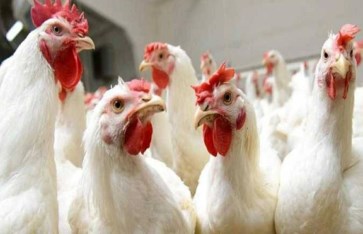 أسعار الفراخ البيضاء اليوم