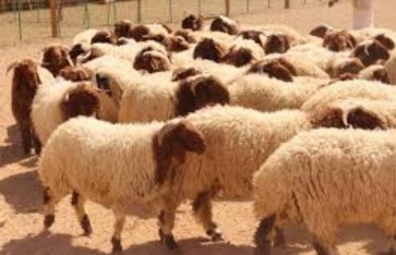 الأضحية "أرشيفية"