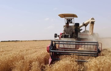 قصة نجاح زراعة القمح في منطقة المغرة