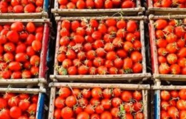 وزارة التموين تطرح الطماطم