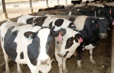 أسعار العجول والأضاحي 2026 قبل عيد الأضحى