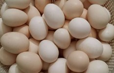 انخفاض سعر كرتونة البيض اليوم