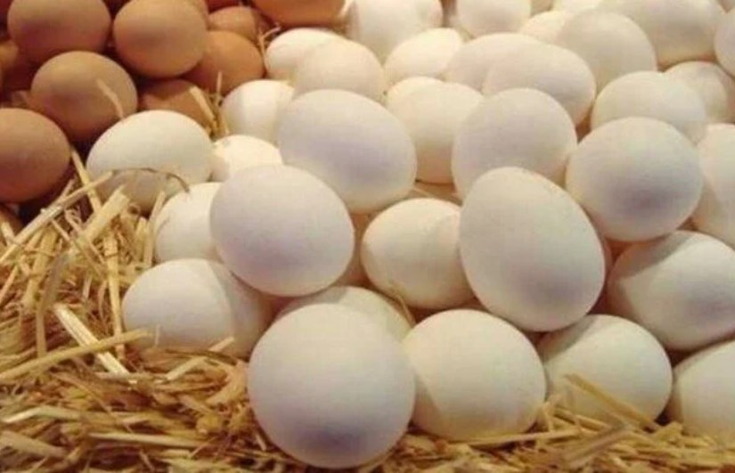 سعر طبق البيض اليوم في المزارع والأسواق