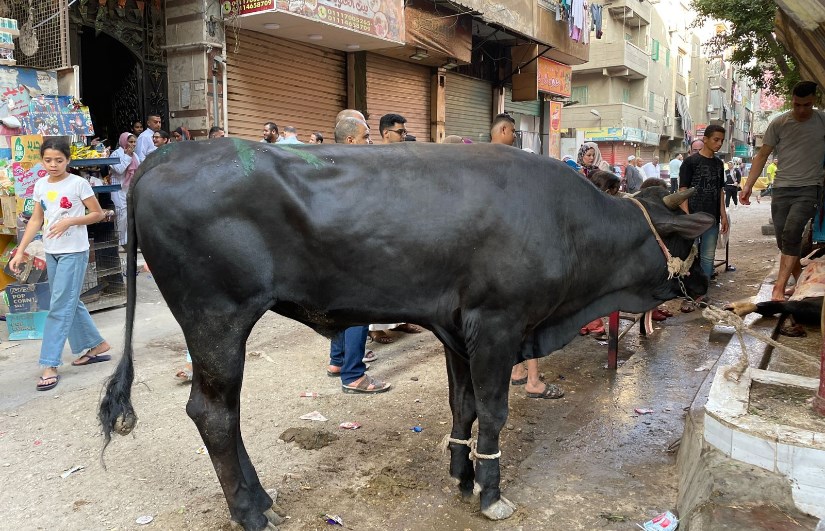 ذبح الأضاحي في الشوارع