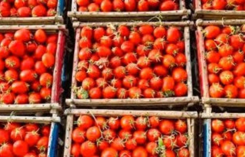 وزارة التموين تطرح الطماطم