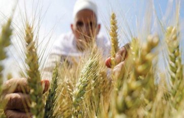 القمح المصري