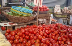 انخفاض سعر الطماطم