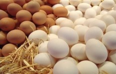 سعر طبق البيض اليوم